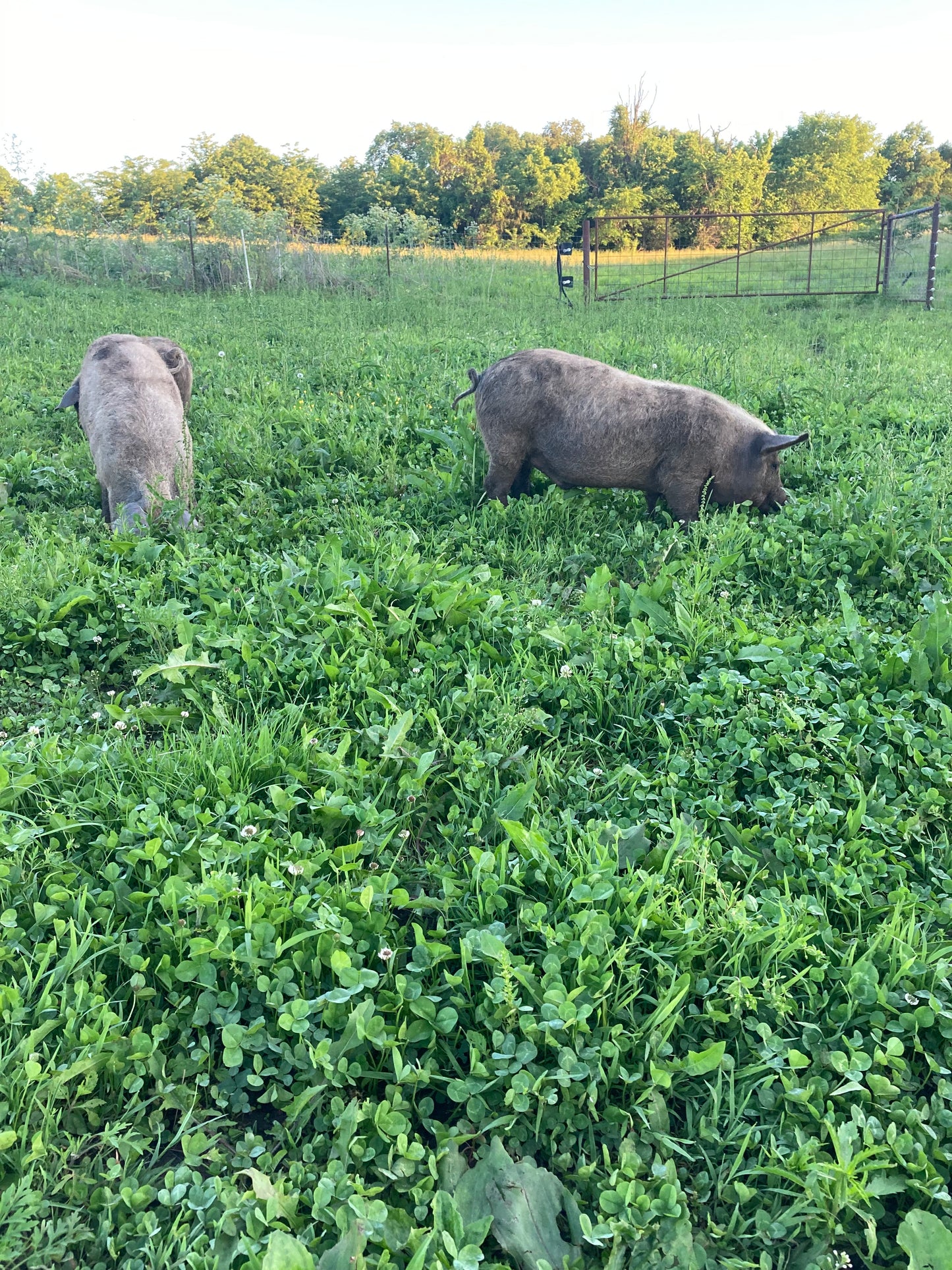 Whole Pork CALL/EMAIL FOR AVAILABILITY AND PRICING