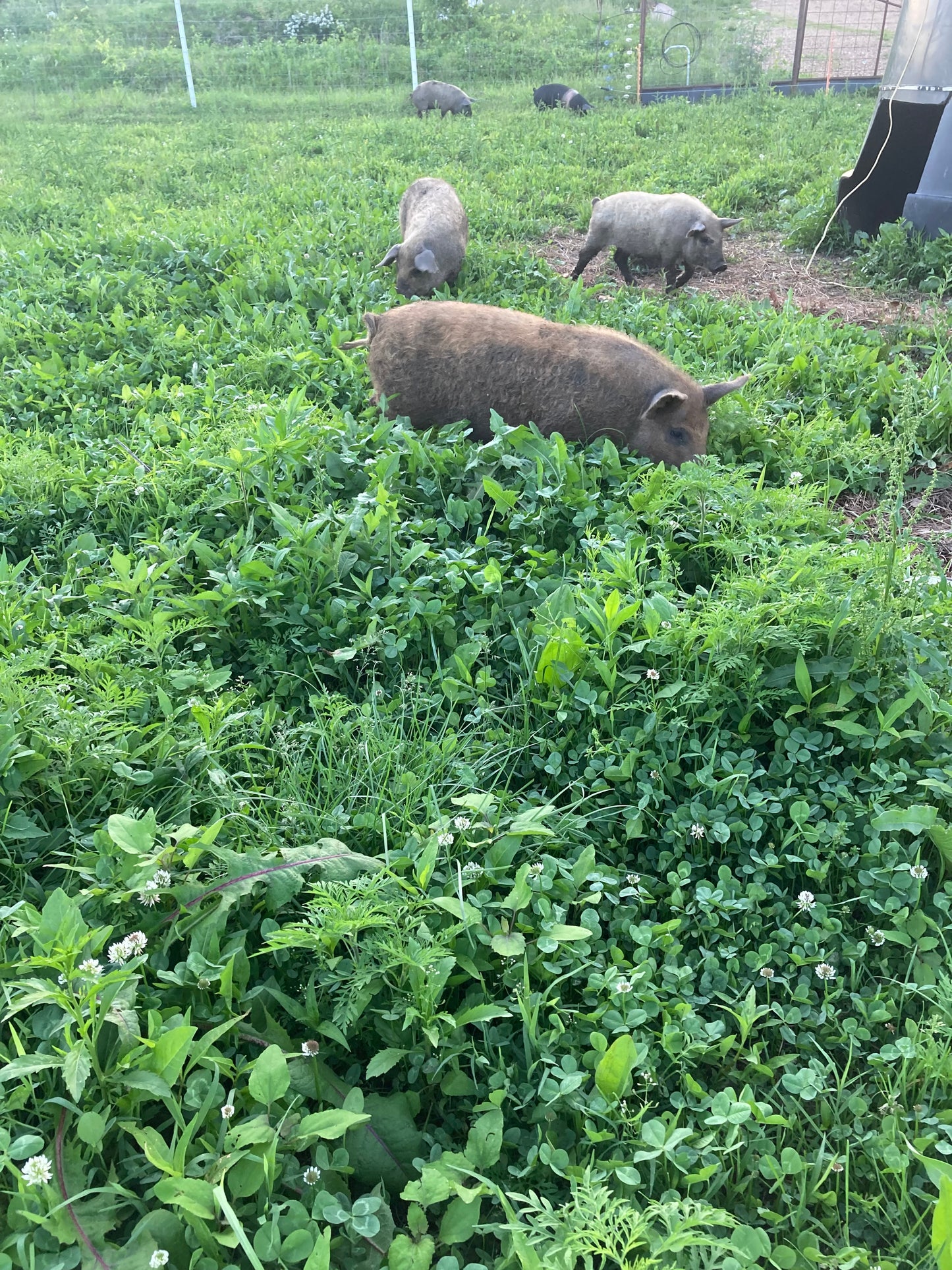 Whole Pork CALL/EMAIL FOR AVAILABILITY AND PRICING