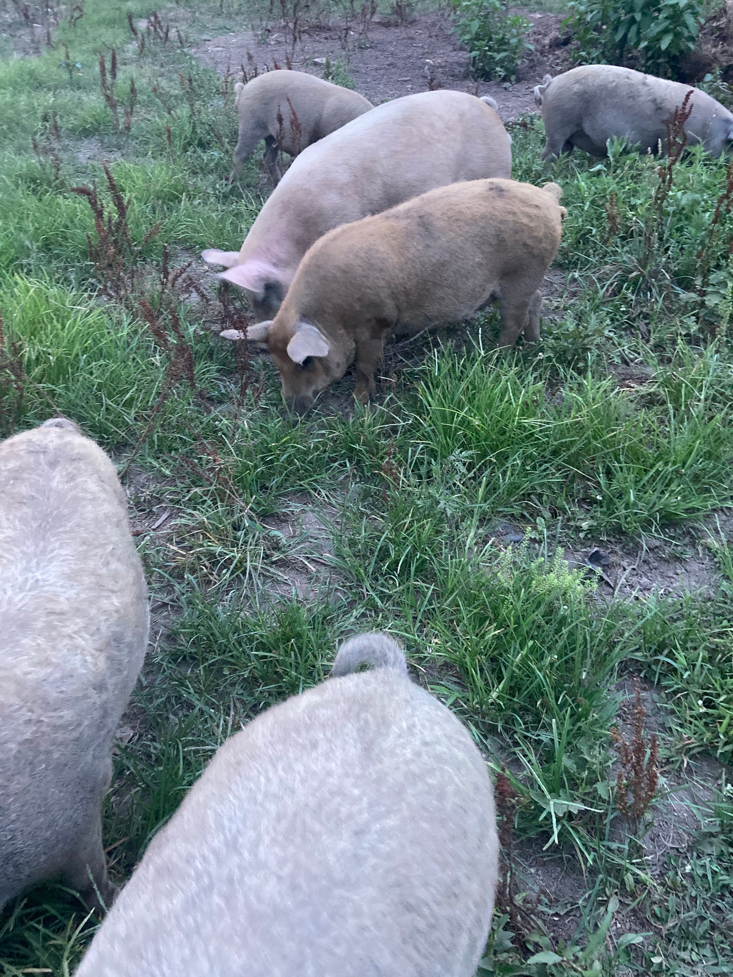 Whole Pork CALL/EMAIL FOR AVAILABILITY AND PRICING